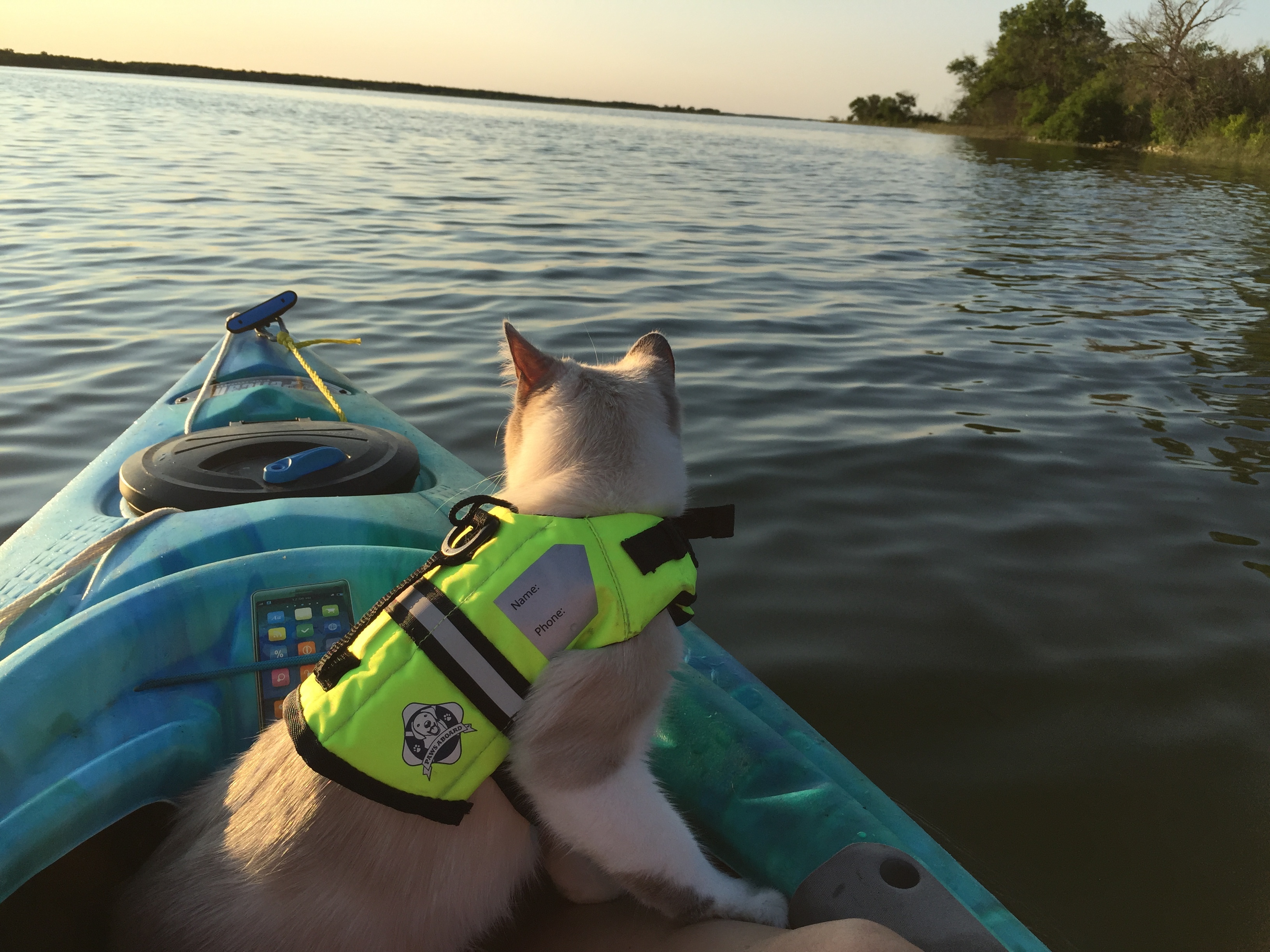 A cat in a life jacket in a kayak